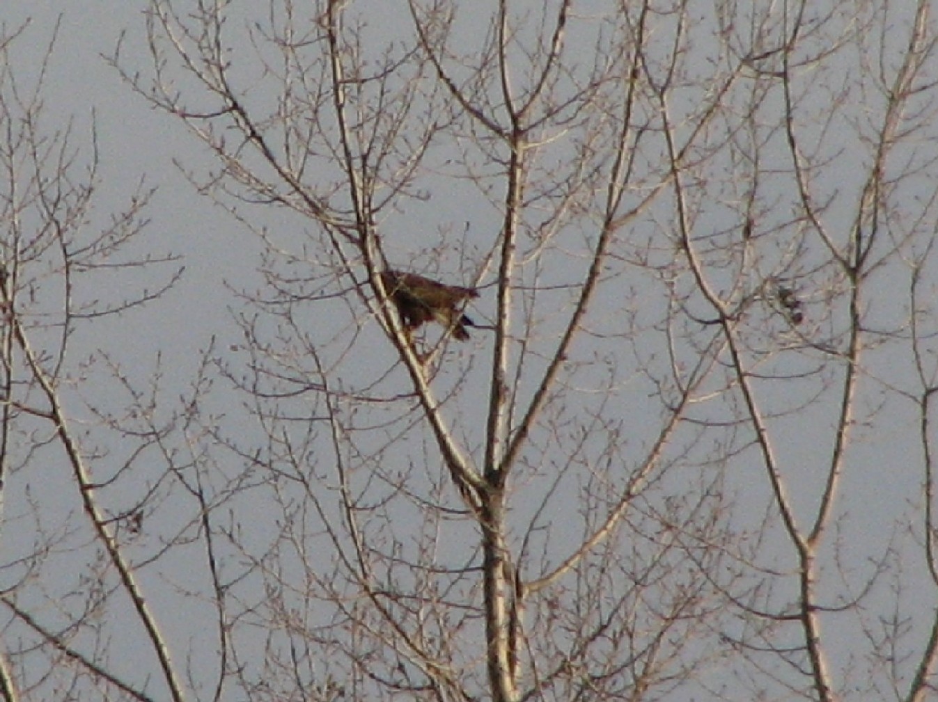 Aquila anatraia (?) in Brenta? No, Poiana